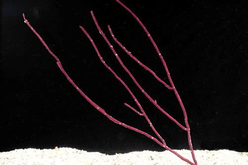 picture of Assorted Sea Whip Sml                                                                                Acamptogorgia sp.