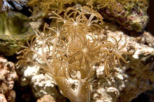 picture of Green Pocillopora Coral Xlg                                                                          Pocillopora damicornis