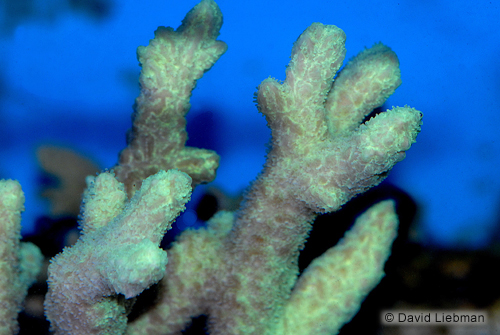 picture of Hydnophora Coral Med                                                                                 Hydnophora sp.