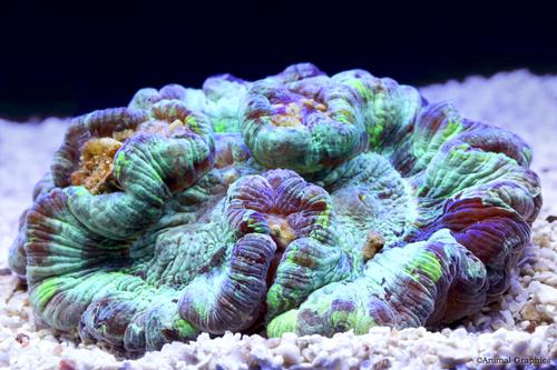 picture of Metallic Green Wellsophyllia Coral Sml                                                               Trachyphyllia radiata