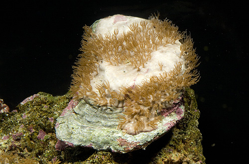 picture of Watermelon Lobophyllia Coral Med                                                                     Lobophyllia sp.