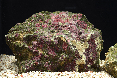 picture of Live Rock Florida Cultured Per lb                                                                    Scleractinia sp.