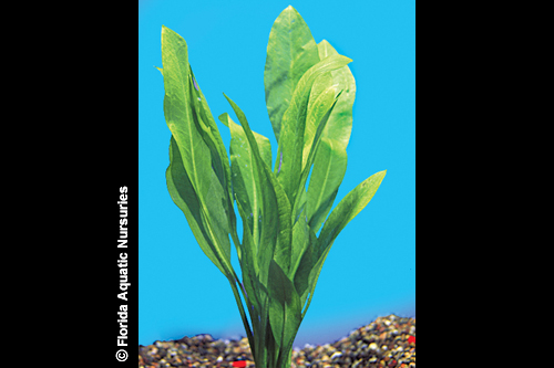 picture of Mother Amazon Sword Potted Shw                                                                       Echinodorus bleheri