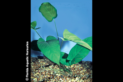 picture of Anubias Frazeri Potted Reg                                                                           Anubias sp. 'Frazeri'