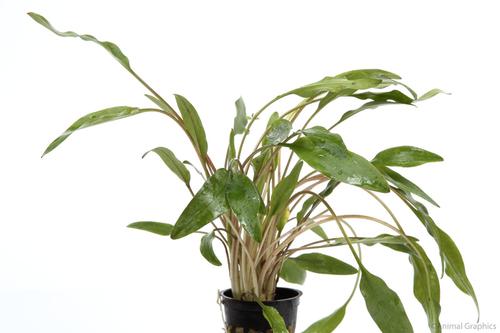 picture of Cryptocoryne Lutea Potted Reg                                                                        Cryptocoryne lutea