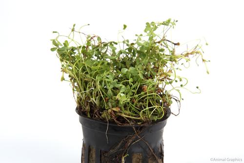 picture of Dwarf Four Leaf Clover Potted Reg                                                                    Marsilea crenata