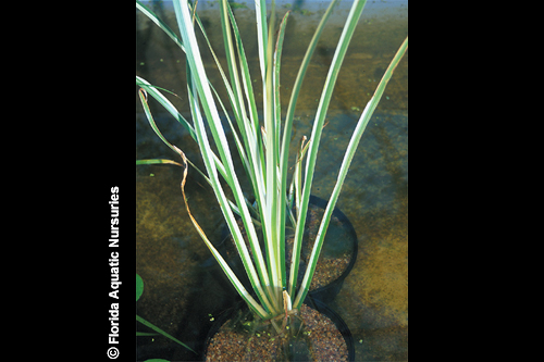 picture of Acorus Variegatus Potted Reg                                                                         Acorus variegatus