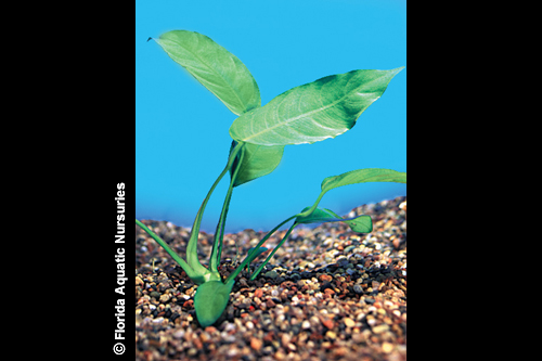 picture of Anubias Congensis Potted Reg                                                                         Anubias afzelii