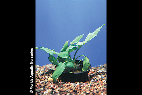 picture of Green Cryptocoryne Wendtii Potted Reg                                                                Cryptocoryne wendtii