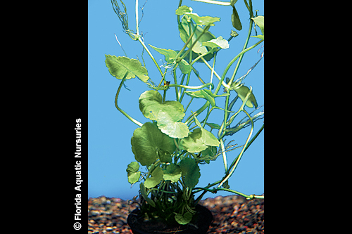 picture of Pennywort Potted Reg                                                                                 Hydrocotyle leucocephala