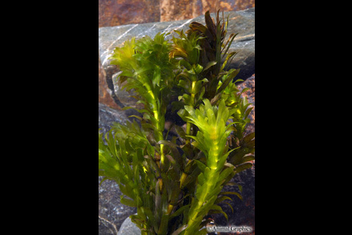 picture of Anacharis Plant Bunched Reg                                                                          Egeria densa