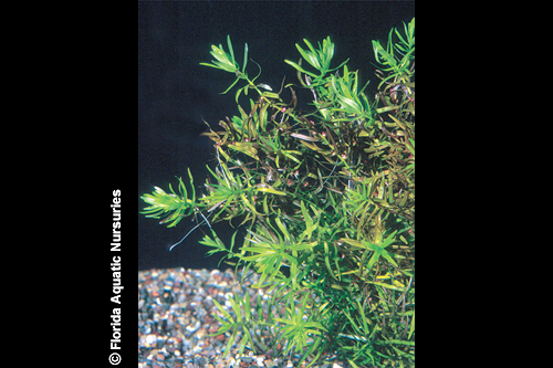 picture of Didiplis Diandra Plant Bunched Reg                                                                   Didiplis diandra