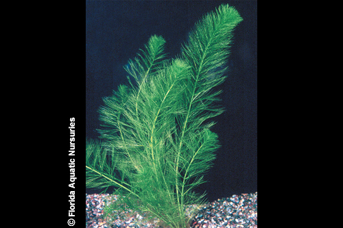 picture of Filigree Myrio Plant Bunched Reg                                                                     Myriophyllum scabratum