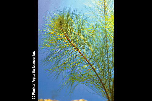 picture of Red Myrio Plant Bunched Reg                                                                          Myriophyllum heterophyllum