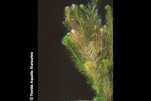 picture of Rotala Wallichi Plant Bunched Reg                                                                    Rotala wallichii