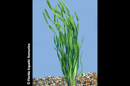 picture of Corkscrew Vallisneria Plant Bunched Reg                                                              Vallisneria americana var. biwaensis