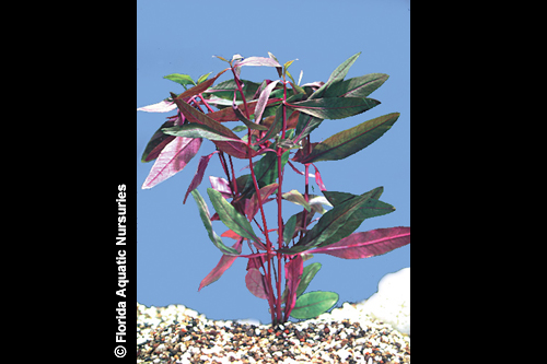 picture of Scarlet Hygrophila Plant Bunched Reg                                                                 Alternanthera reineckii