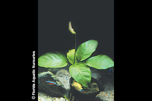 picture of Anubias Nana Plant Lrg                                                                               Anubias barteri var. nana