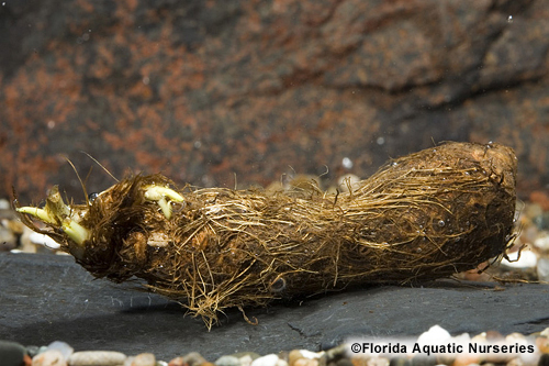 picture of Aponogeton Crispus Plant Bulb                                                                        Aponogeton crispus