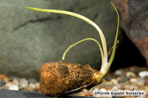 picture of Aponogeton Wonder Plant Bulb                                                                         Aponogeton sp.