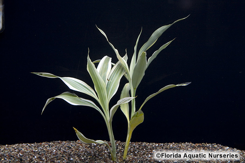 picture of Dracaena Sanderiana Plant Reg                                                                        Dracaena sanderiana