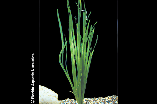 picture of Italian Vallisneria Plant Reg                                                                        Vallisneria spiralis