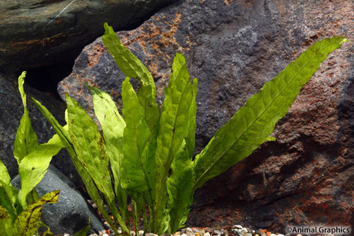 picture of Java Fern Plant Reg                                                                                  Microsorum pteropus