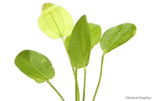 picture of Radican Sword Plant Lrg                                                                              Echinodorus cordifolius