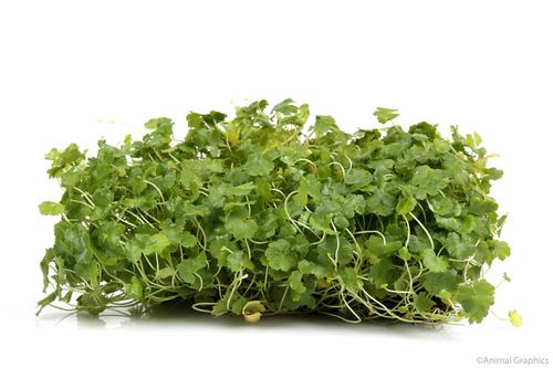 picture of Dwarf Pennywort Plant Mat 3