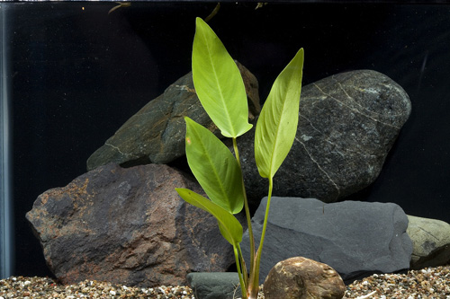 picture of Anubias Gigantea Plant Med                                                                           Anubias gigantea