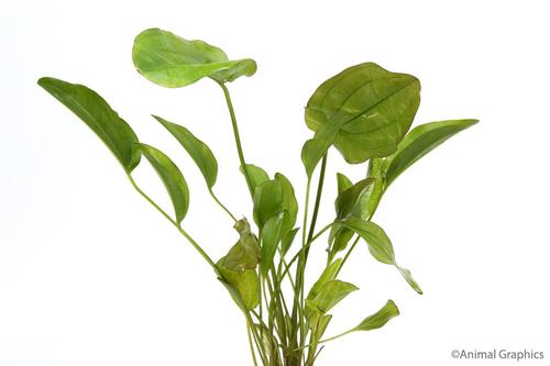 picture of Kleiner Bar Sword Plant Med                                                                          Echinodorus sp. 'Kleiner Bar'