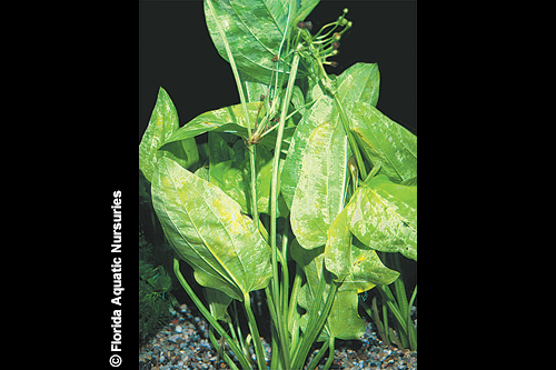 picture of Marble Queen Sword Plant Reg                                                                         Echinodorus cordifolius