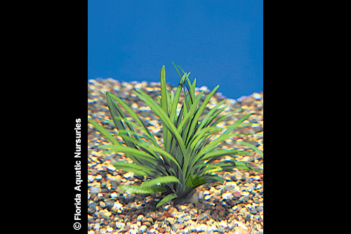 picture of Dwarf Mondo Grass Plant Reg                                                                          Ophiopogon japonica 'Kyoto Dwarf'