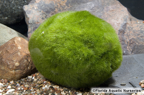 picture of Moss Ball Plant Reg                                                                                  Chladophora aegagropila