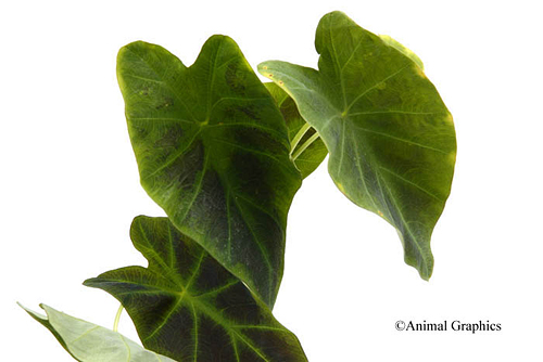 picture of Imperial Taro Potted Reg                                                                             Colocasia antiquourum