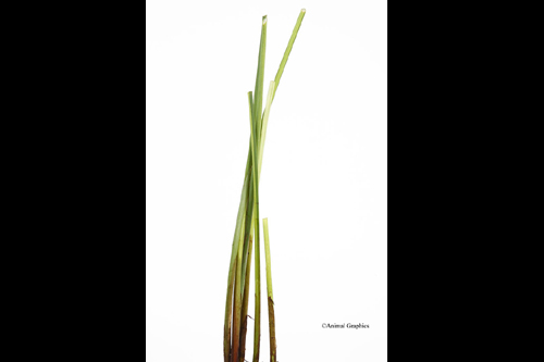 picture of White Rush Potted Reg                                                                                Scirpus albescens