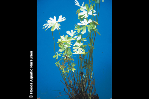 picture of Variegated Water Clover Potted Reg                                                                   Marsilea mutica