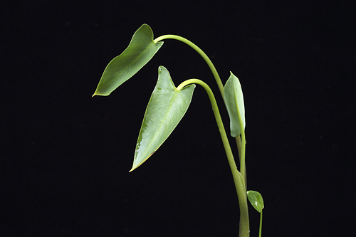 picture of Arum Arrow Potted Reg                                                                                Peltandra virginica