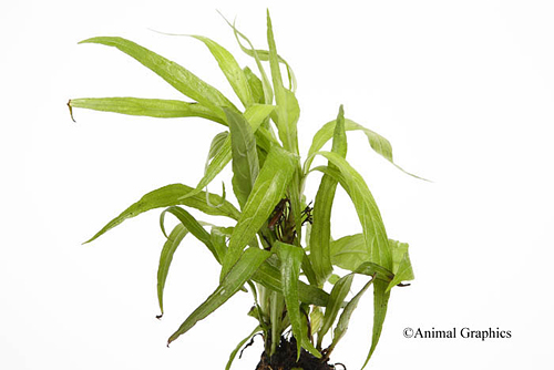 picture of Blue Bell Compacta Potted Reg                                                                        Ruellia brittoniana