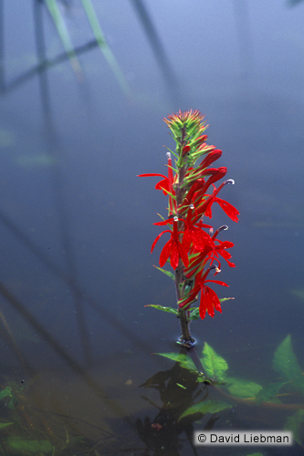 picture of Cardinal Flower Potted Reg                                                                           Lobelia cardinalis