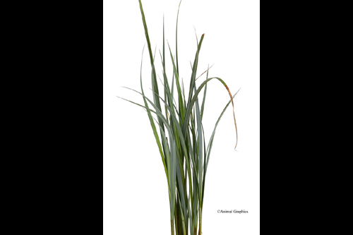 picture of Sedge Plant Potted Reg                                                                               Carex sp.