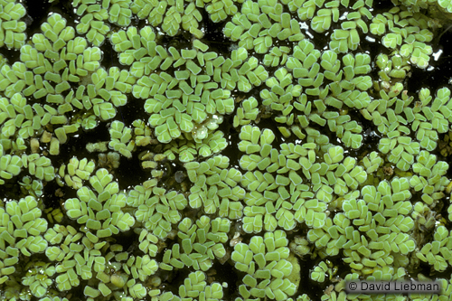 picture of Azolla Floating Plant 1 lb                                                                           Azolla caroliniana