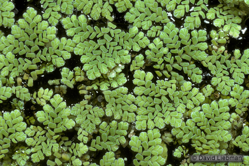 picture of Azolla Floating Plant 1/4 lb                                                                         Azolla caroliniana