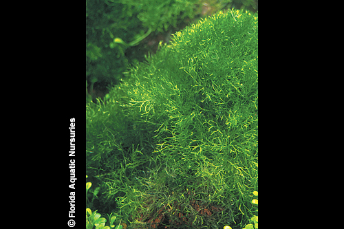 picture of Riccia Floating Plant 1/4 lb                                                                         Riccia fluitans