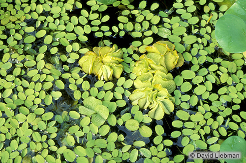 picture of Salvinia Floating Plant 1 lb                                                                         Salvinia minima