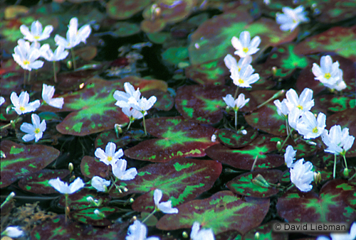 picture of White Water Snowflake Surface Plant                                                                  Nymphoides indica