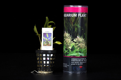 picture of Cryptocoryne Lutea Plant Tube Pack Reg                                                               Cryptocoryne lutea