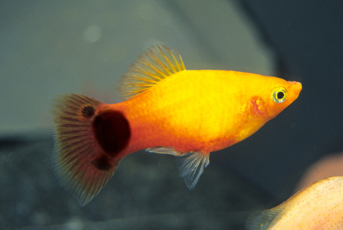 picture of Sunburst Crescent Platy Lrg                                                                          Xiphophorus maculatus